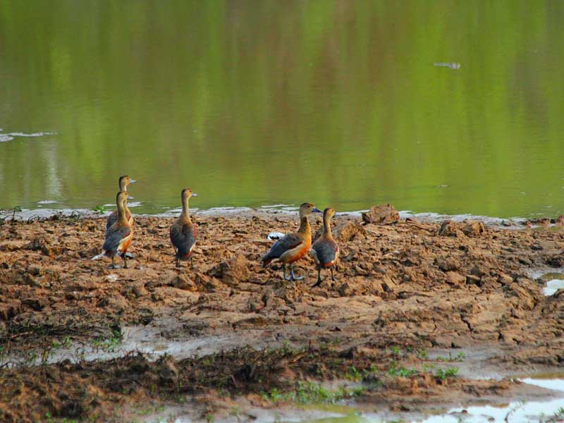Yala Safari Camping, Camping Safari in Yala, Yala Camping, Camping in Yala, Camping in Yala, Yala Camping in Yala National Park, Yala Camping in Yala Park, Camping Safari in Yala National Park, Yala Camping Tours, Yala Safari Camping Tours, Yala Safari Camping Holidays, Tented Yala Safari Camping, Yala Tented Safari Camping, Camping in Yala National Park, Yala Safari Camping, Tented Safari Camping in Yala, All inclusive Yala Safari Camping, Yala Luxury Safari Camping, Luxury Yala Safari Camping, Luxury Tented Safari Camping in Yala