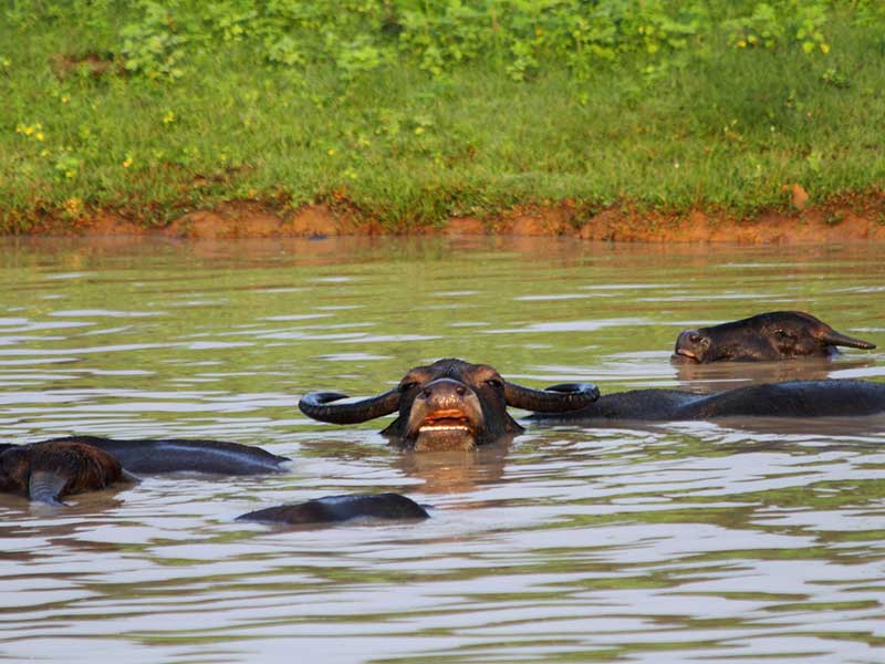 Yala Safari Camping, Camping Safari in Yala, Yala Camping, Camping in Yala, Camping in Yala, Yala Camping in Yala National Park, Yala Camping in Yala Park, Camping Safari in Yala National Park, Yala Camping Tours, Yala Safari Camping Tours, Yala Safari Camping Holidays, Tented Yala Safari Camping, Yala Tented Safari Camping, Camping in Yala National Park, Yala Safari Camping, Tented Safari Camping in Yala, All inclusive Yala Safari Camping, Yala Luxury Safari Camping, Luxury Yala Safari Camping, Luxury Tented Safari Camping in Yala