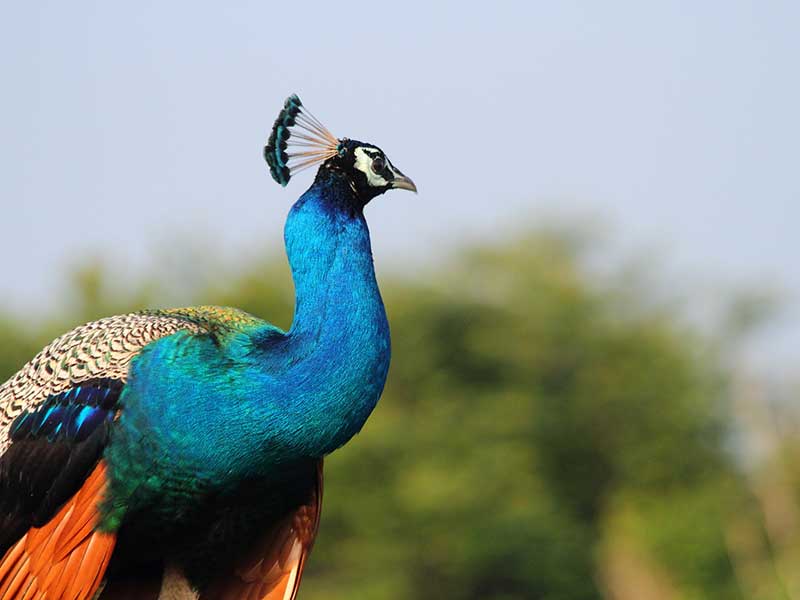 Yala Safari Camping, Camping Safari in Yala, Yala Camping, Camping in Yala, Camping in Yala, Yala Camping in Yala National Park, Yala Camping in Yala Park, Camping Safari in Yala National Park, Yala Camping Tours, Yala Safari Camping Tours, Yala Safari Camping Holidays, Tented Yala Safari Camping, Yala Tented Safari Camping, Camping in Yala National Park, Yala Safari Camping, Tented Safari Camping in Yala, All inclusive Yala Safari Camping, Yala Luxury Safari Camping, Luxury Yala Safari Camping, Luxury Tented Safari Camping in Yala