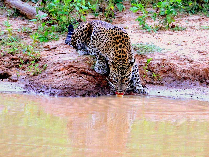 Yala Safari Camping, Camping Safari in Yala, Yala Camping, Camping in Yala, Camping in Yala, Yala Camping in Yala National Park, Yala Camping in Yala Park, Camping Safari in Yala National Park, Yala Camping Tours, Yala Safari Camping Tours, Yala Safari Camping Holidays, Tented Yala Safari Camping, Yala Tented Safari Camping, Camping in Yala National Park, Yala Safari Camping, Tented Safari Camping in Yala, All inclusive Yala Safari Camping, Yala Luxury Safari Camping, Luxury Yala Safari Camping, Luxury Tented Safari Camping in Yala
