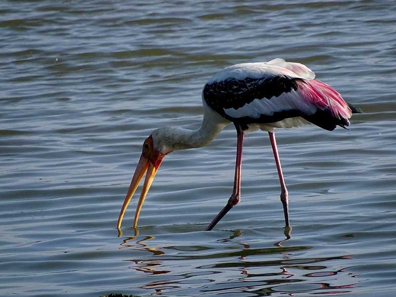 Yala Safari Camping, Camping Safari in Yala, Yala Camping, Camping in Yala, Camping in Yala, Yala Camping in Yala National Park, Yala Camping in Yala Park, Camping Safari in Yala National Park, Yala Camping Tours, Yala Safari Camping Tours, Yala Safari Camping Holidays, Tented Yala Safari Camping, Yala Tented Safari Camping, Camping in Yala National Park, Yala Safari Camping, Tented Safari Camping in Yala, All inclusive Yala Safari Camping, Yala Luxury Safari Camping, Luxury Yala Safari Camping, Luxury Tented Safari Camping in Yala
