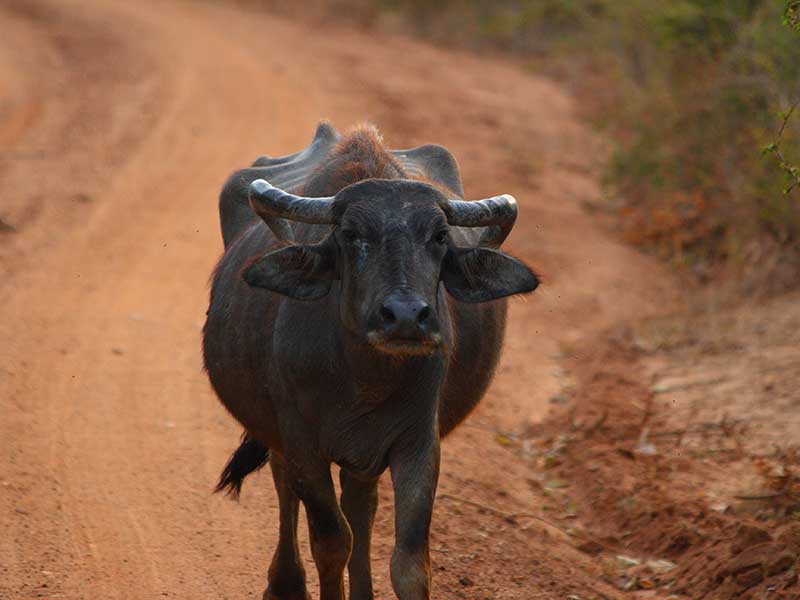 Yala Safari Camping, Camping Safari in Yala, Yala Camping, Camping in Yala, Camping in Yala, Yala Camping in Yala National Park, Yala Camping in Yala Park, Camping Safari in Yala National Park, Yala Camping Tours, Yala Safari Camping Tours, Yala Safari Camping Holidays, Tented Yala Safari Camping, Yala Tented Safari Camping, Camping in Yala National Park, Yala Safari Camping, Tented Safari Camping in Yala, All inclusive Yala Safari Camping, Yala Luxury Safari Camping, Luxury Yala Safari Camping, Luxury Tented Safari Camping in Yala