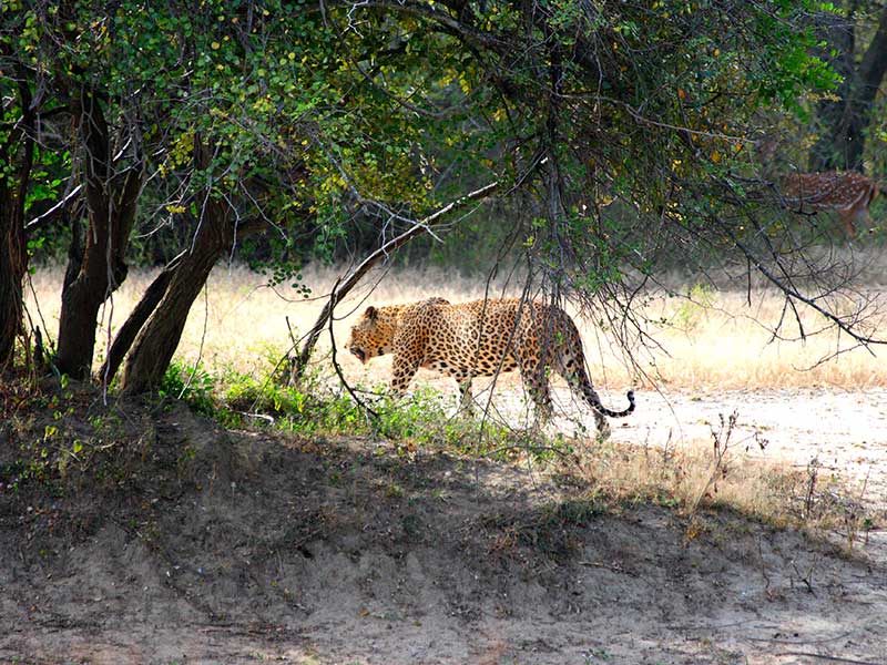 Yala Safari Camping, Camping Safari in Yala, Yala Camping, Camping in Yala, Camping in Yala, Yala Camping in Yala National Park, Yala Camping in Yala Park, Camping Safari in Yala National Park, Yala Camping Tours, Yala Safari Camping Tours, Yala Safari Camping Holidays, Tented Yala Safari Camping, Yala Tented Safari Camping, Camping in Yala National Park, Yala Safari Camping, Tented Safari Camping in Yala, All inclusive Yala Safari Camping, Yala Luxury Safari Camping, Luxury Yala Safari Camping, Luxury Tented Safari Camping in Yala