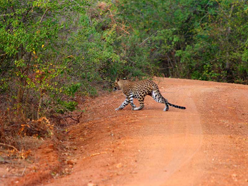 Yala Safari Camping, Camping Safari in Yala, Yala Camping, Camping in Yala, Camping in Yala, Yala Camping in Yala National Park, Yala Camping in Yala Park, Camping Safari in Yala National Park, Yala Camping Tours, Yala Safari Camping Tours, Yala Safari Camping Holidays, Tented Yala Safari Camping, Yala Tented Safari Camping, Camping in Yala National Park, Yala Safari Camping, Tented Safari Camping in Yala, All inclusive Yala Safari Camping, Yala Luxury Safari Camping, Luxury Yala Safari Camping, Luxury Tented Safari Camping in Yala