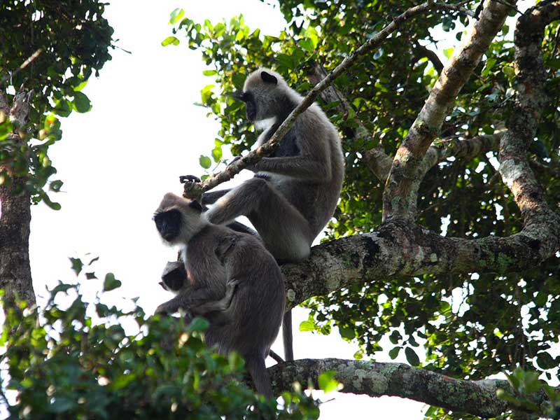 Yala Safari Camping, Camping Safari in Yala, Yala Camping, Camping in Yala, Camping in Yala, Yala Camping in Yala National Park, Yala Camping in Yala Park, Camping Safari in Yala National Park, Yala Camping Tours, Yala Safari Camping Tours, Yala Safari Camping Holidays, Tented Yala Safari Camping, Yala Tented Safari Camping, Camping in Yala National Park, Yala Safari Camping, Tented Safari Camping in Yala, All inclusive Yala Safari Camping, Yala Luxury Safari Camping, Luxury Yala Safari Camping, Luxury Tented Safari Camping in Yala