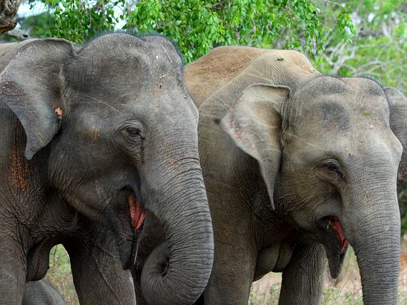 Yala Safari Camping, Camping Safari in Yala, Yala Camping, Camping in Yala, Camping in Yala, Yala Camping in Yala National Park, Yala Camping in Yala Park, Camping Safari in Yala National Park, Yala Camping Tours, Yala Safari Camping Tours, Yala Safari Camping Holidays, Tented Yala Safari Camping, Yala Tented Safari Camping, Camping in Yala National Park, Yala Safari Camping, Tented Safari Camping in Yala, All inclusive Yala Safari Camping, Yala Luxury Safari Camping, Luxury Yala Safari Camping, Luxury Tented Safari Camping in Yala