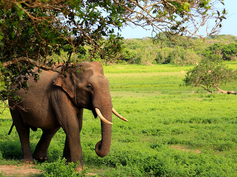 Yala Safari Camping, Camping Safari in Yala, Yala Camping, Camping in Yala, Camping in Yala, Yala Camping in Yala National Park, Yala Camping in Yala Park, Camping Safari in Yala National Park, Yala Camping Tours, Yala Safari Camping Tours, Yala Safari Camping Holidays, Tented Yala Safari Camping, Yala Tented Safari Camping, Camping in Yala National Park, Yala Safari Camping, Tented Safari Camping in Yala, All inclusive Yala Safari Camping, Yala Luxury Safari Camping, Luxury Yala Safari Camping, Luxury Tented Safari Camping in Yala
