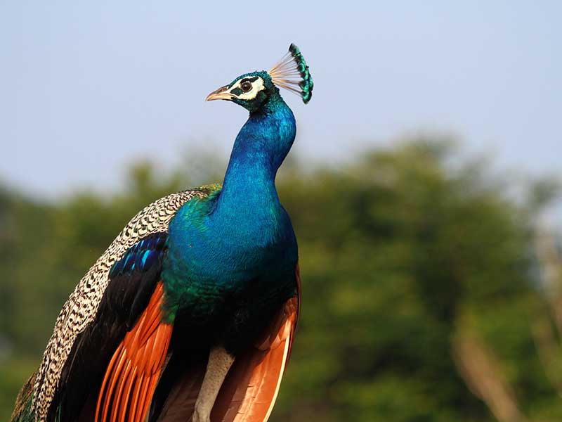 Yala Safari Camping, Camping Safari in Yala, Yala Camping, Camping in Yala, Camping in Yala, Yala Camping in Yala National Park, Yala Camping in Yala Park, Camping Safari in Yala National Park, Yala Camping Tours, Yala Safari Camping Tours, Yala Safari Camping Holidays, Tented Yala Safari Camping, Yala Tented Safari Camping, Camping in Yala National Park, Yala Safari Camping, Tented Safari Camping in Yala, All inclusive Yala Safari Camping, Yala Luxury Safari Camping, Luxury Yala Safari Camping, Luxury Tented Safari Camping in Yala