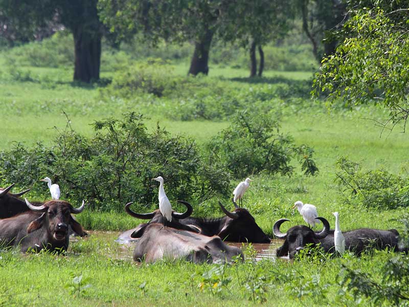 Yala Safari Camping, Camping Safari in Yala, Yala Camping, Camping in Yala, Camping in Yala, Yala Camping in Yala National Park, Yala Camping in Yala Park, Camping Safari in Yala National Park, Yala Camping Tours, Yala Safari Camping Tours, Yala Safari Camping Holidays, Tented Yala Safari Camping, Yala Tented Safari Camping, Camping in Yala National Park, Yala Safari Camping, Tented Safari Camping in Yala, All inclusive Yala Safari Camping, Yala Luxury Safari Camping, Luxury Yala Safari Camping, Luxury Tented Safari Camping in Yala