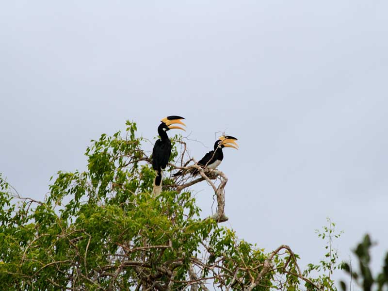 Yala Safari Camping, Camping Safari in Yala, Yala Camping, Camping in Yala, Camping in Yala, Yala Camping in Yala National Park, Yala Camping in Yala Park, Camping Safari in Yala National Park, Yala Camping Tours, Yala Safari Camping Tours, Yala Safari Camping Holidays, Tented Yala Safari Camping, Yala Tented Safari Camping, Camping in Yala National Park, Yala Safari Camping, Tented Safari Camping in Yala, All inclusive Yala Safari Camping, Yala Luxury Safari Camping, Luxury Yala Safari Camping, Luxury Tented Safari Camping in Yala